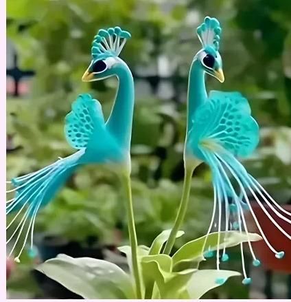 Peacock Flower Seeds