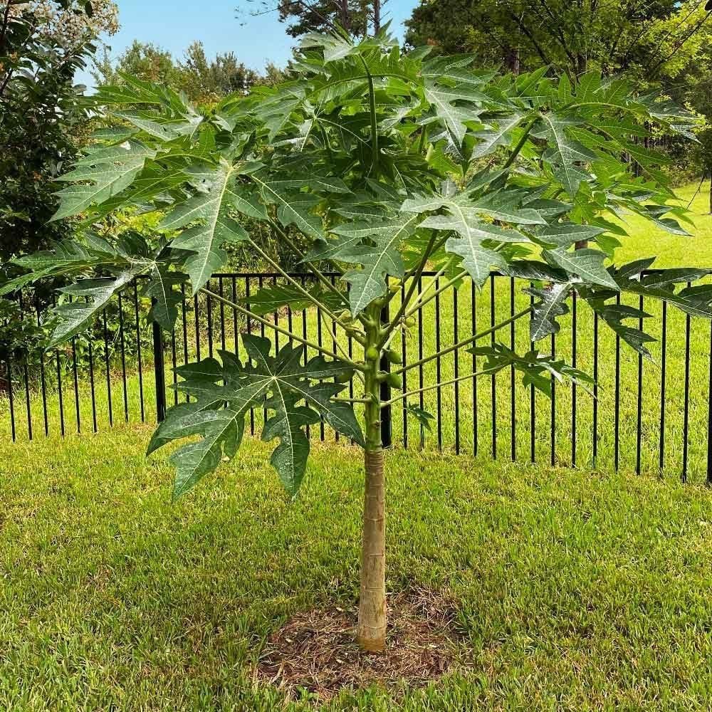 Hybrid Dwarf Papaya Seeds and Free Plant Growth Serum