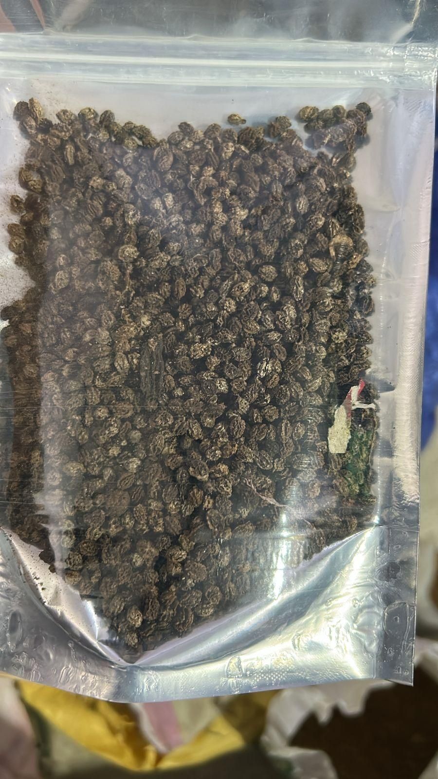 Hybrid Dwarf Papaya Seeds and Free Plant Growth Serum